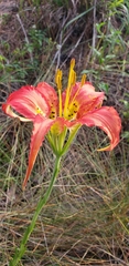 Lilium catesbaei image