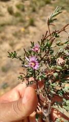 Lampranthus scaber