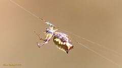 Micrathena funebris