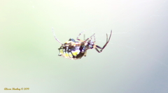 Micrathena funebris