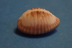 Pusula radians