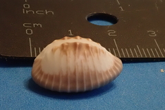 Pusula radians