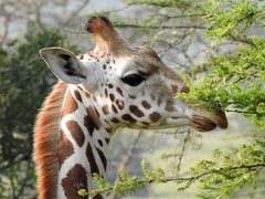 Giraffa camelopardalis rothschildi