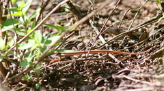 Aspidoscelis uniparens