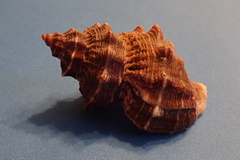 Thaisella kiosquiformis image