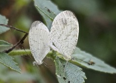 Leptosia alcesta inalcesta