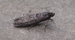 Pyla fusca