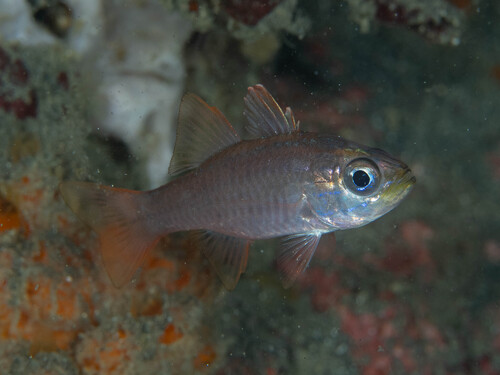 Ostorhinchus monospilus observed 2025-05-13