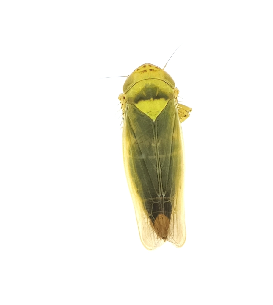 Doliotettix lunulatus