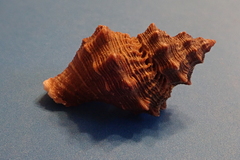 Thaisella kiosquiformis