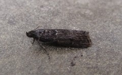 Pyla fusca