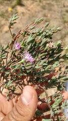 Lampranthus scaber