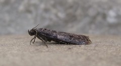Pyla fusca