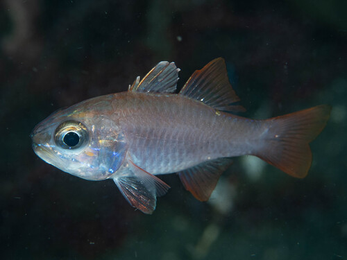 Ostorhinchus monospilus observed 2025-05-13