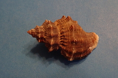 Thaisella kiosquiformis