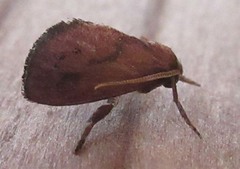 Adoneta gemina