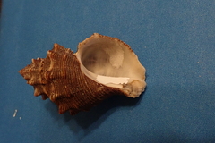 Thaisella kiosquiformis