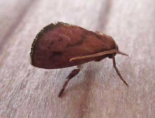 Adoneta gemina Dyar, 1906