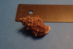 Thaisella kiosquiformis