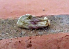 Chamaeclea basiochrea