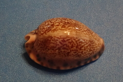 Pseudozonaria arabicula