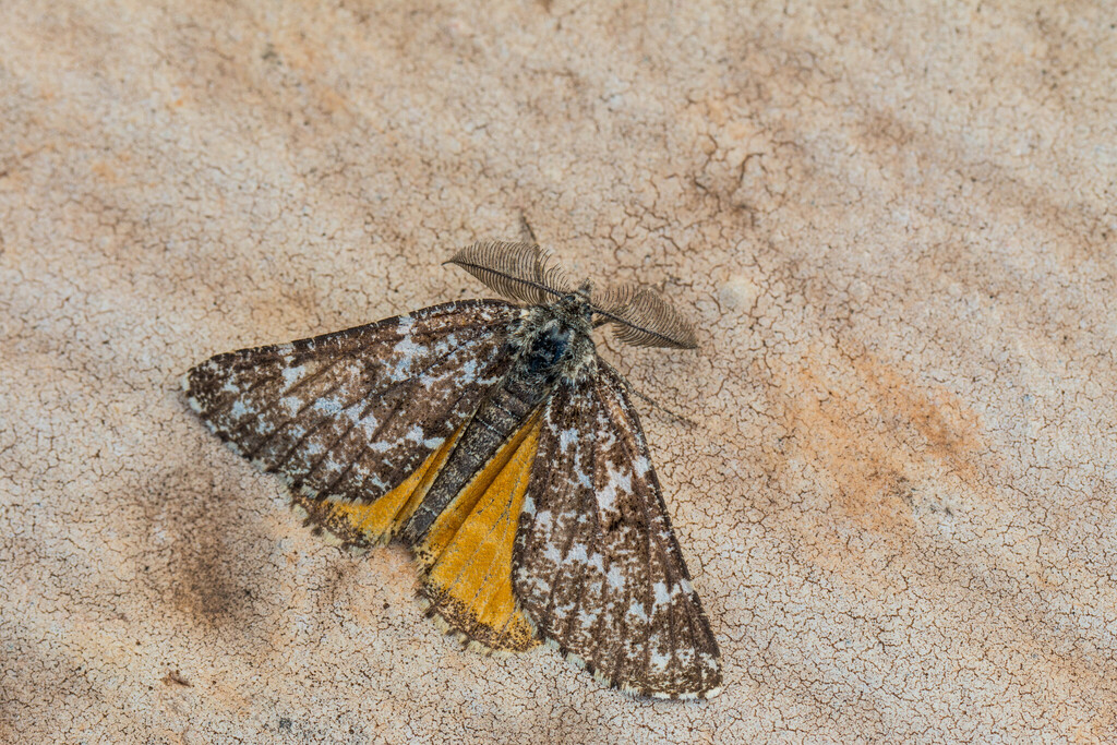 Athroolopha pennigeraria