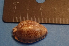 Pseudozonaria arabicula