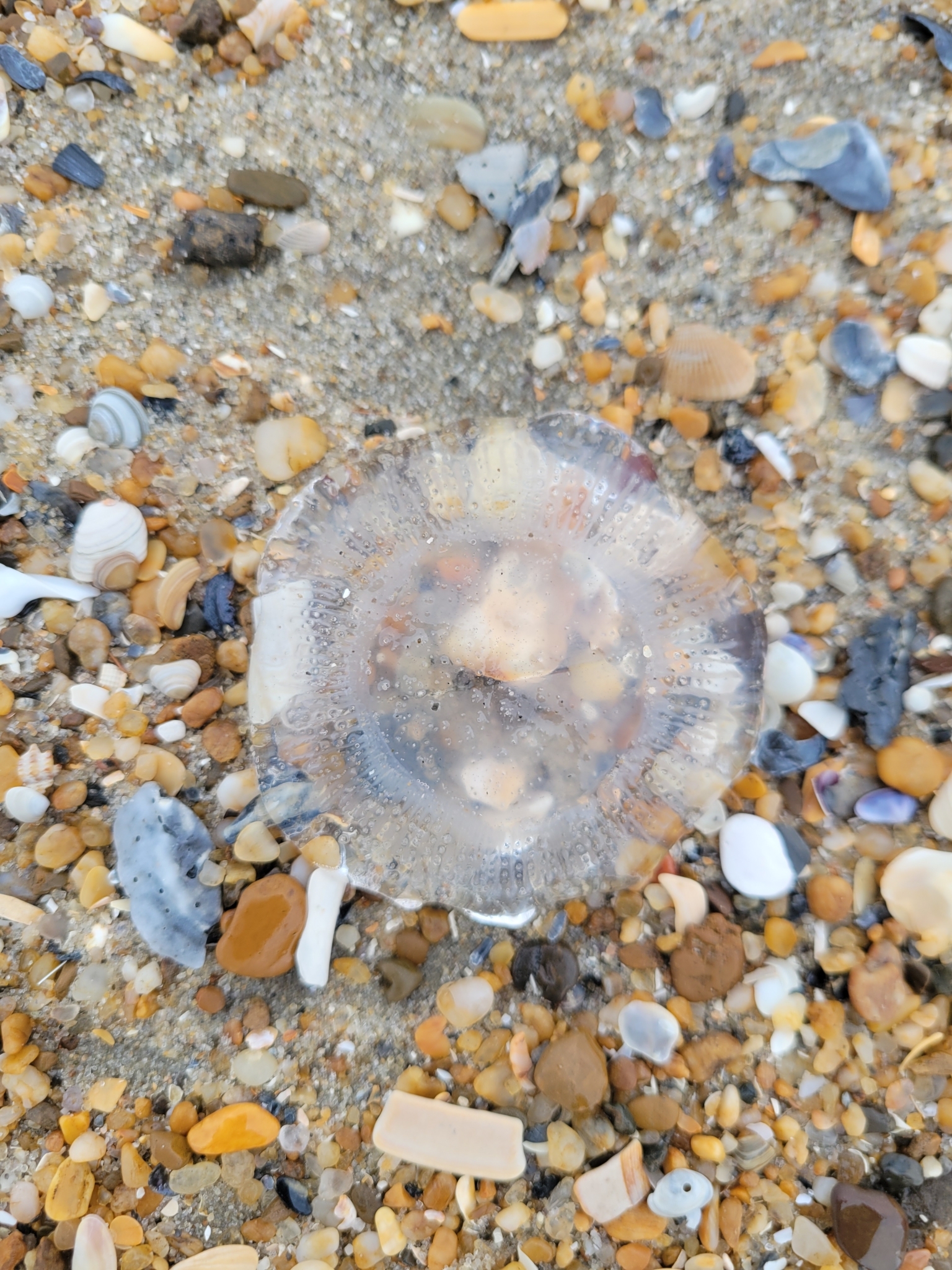 Rhacostoma atlanticum L.Agassiz, 1851