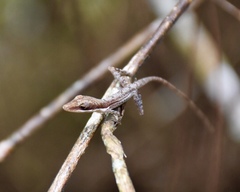 Anolis anfiloquioi