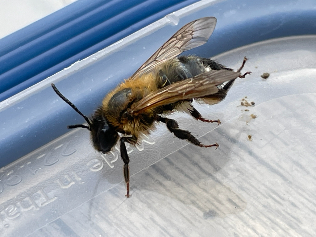 Chocolate Mining Bee