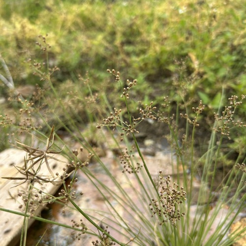 Fimbristylis littoralis iNat (3)