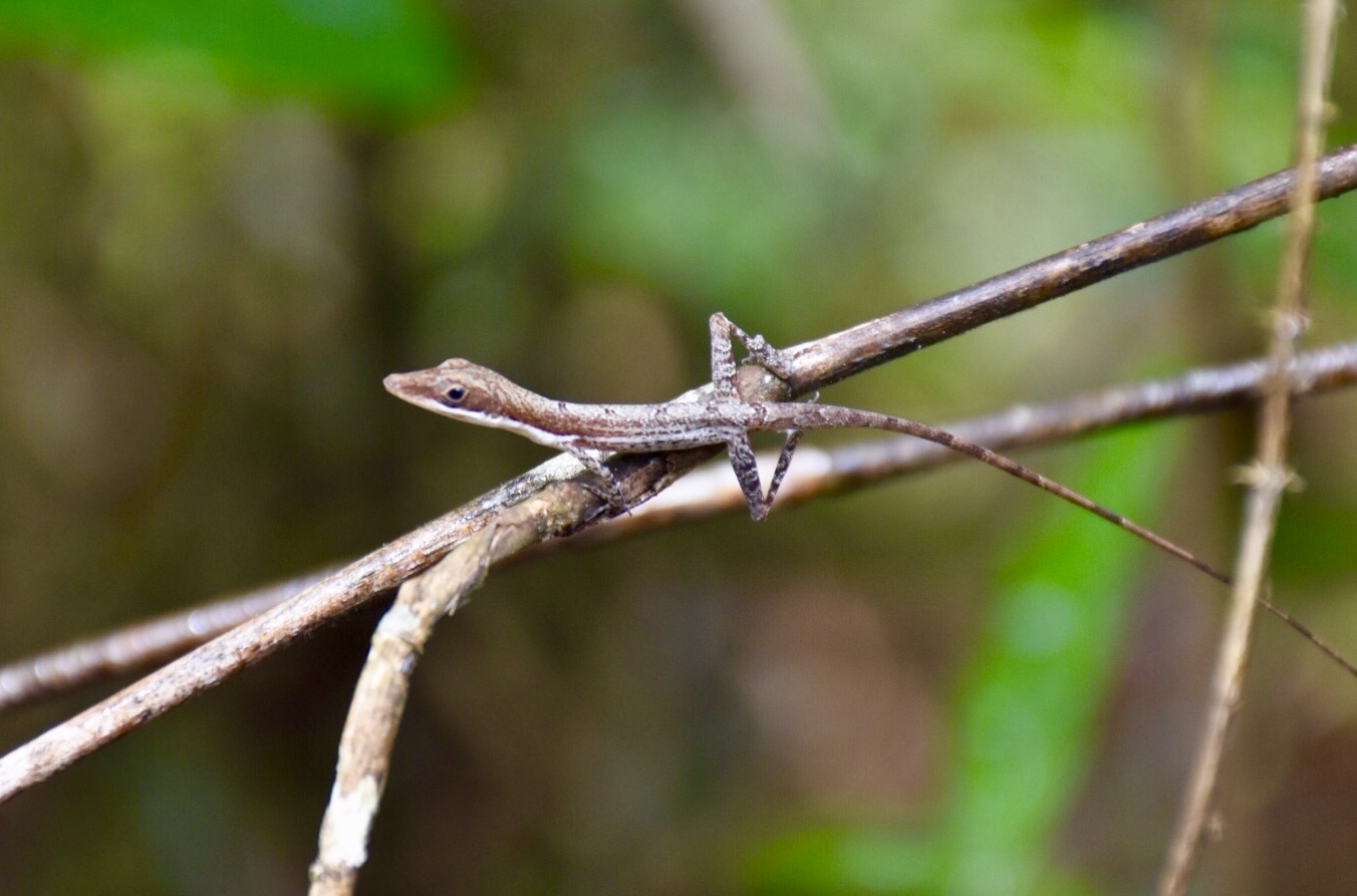 Anfiodlul Anole photo 4