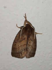Apatelodidae