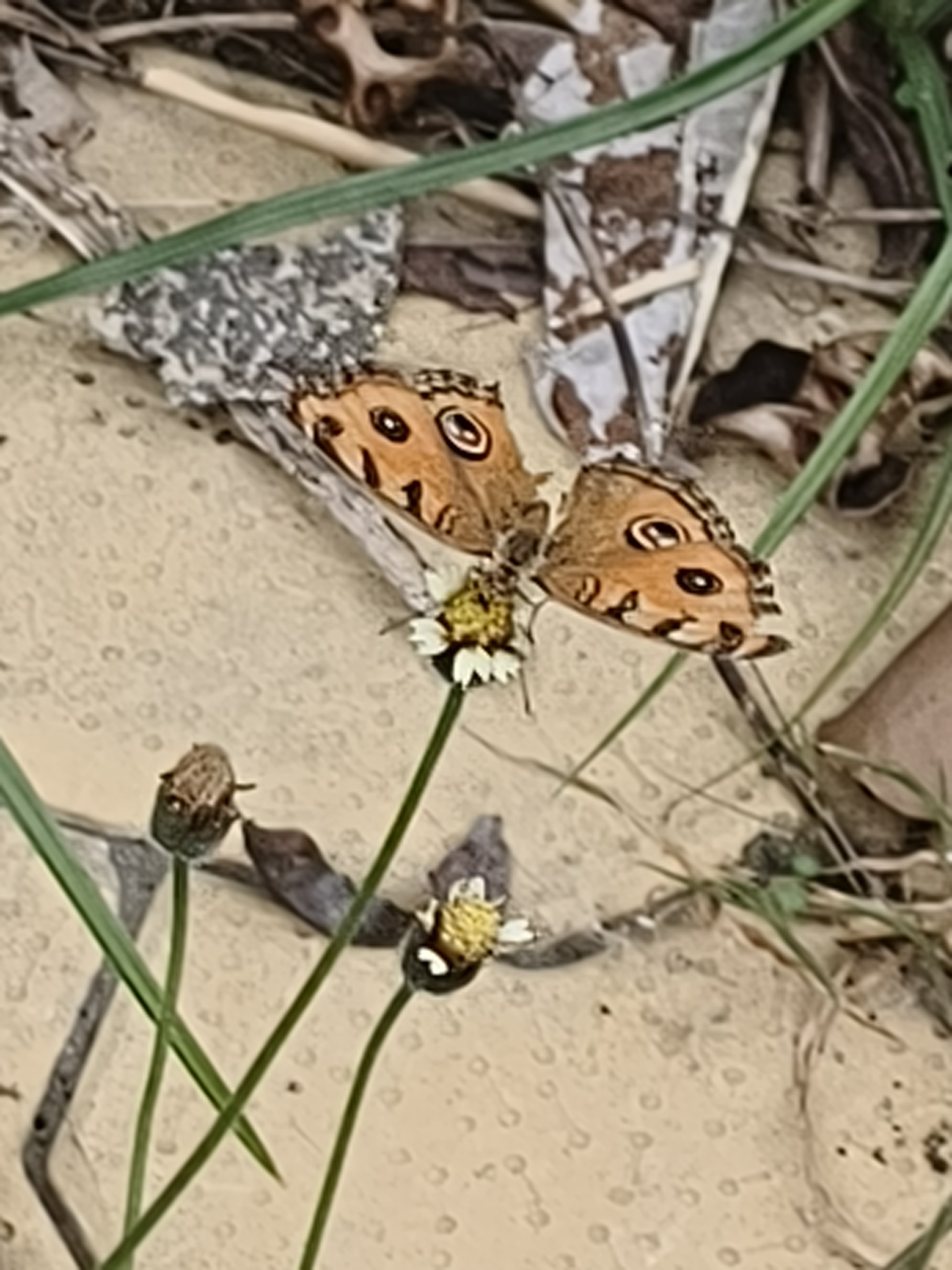 Peacock Pansy