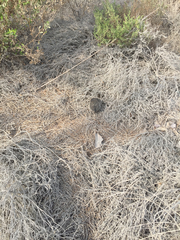 Paraechinus aethiopicus