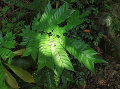 Archidendron clypearia