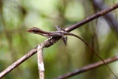 Anolis anfiloquioi