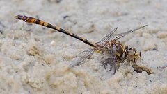 Progomphus alachuensis