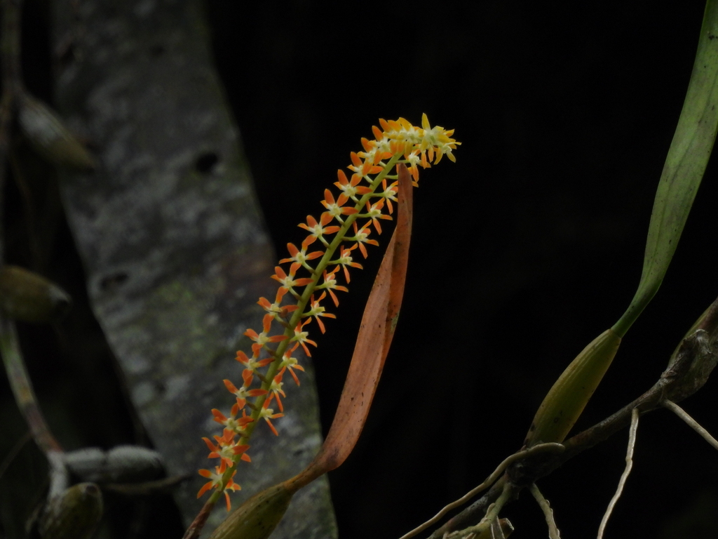 Coelogyne aurantiaca (Coelogyne aurantiaca)
