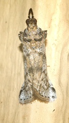 Amyelois transitella