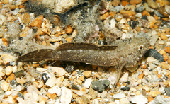 Callogobius mucosus