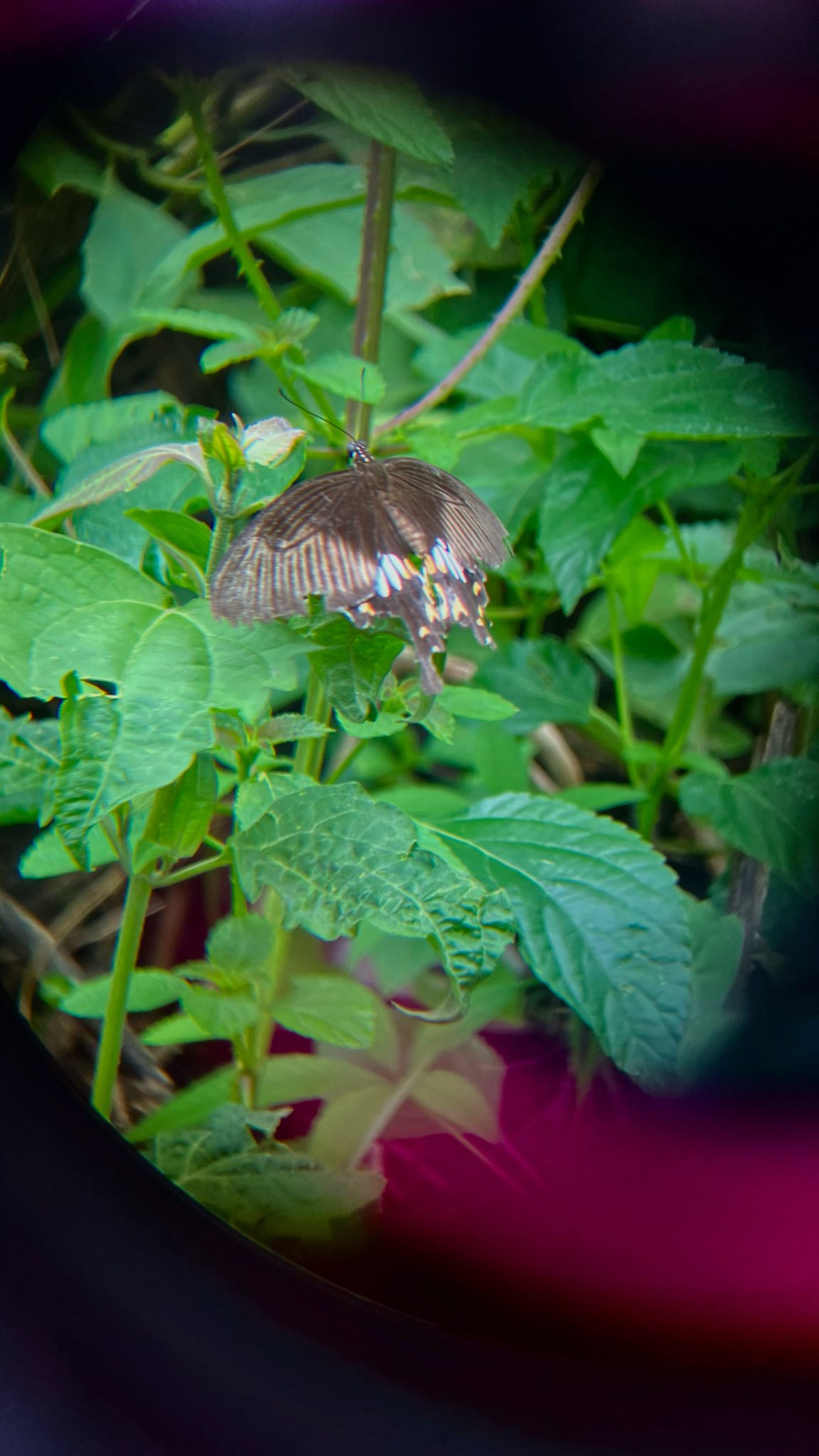 Common Mormon