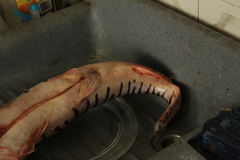 Pseudoplatystoma orinocoense