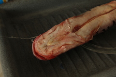 Pseudoplatystoma orinocoense