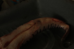 Pseudoplatystoma orinocoense