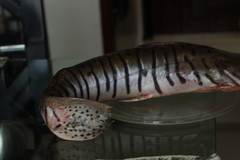 Pseudoplatystoma orinocoense