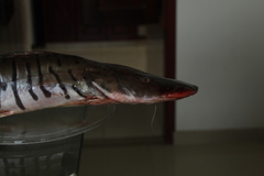 Pseudoplatystoma orinocoense