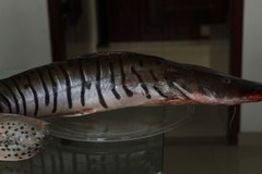 Pseudoplatystoma orinocoense