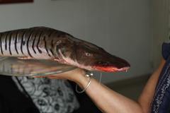 Pseudoplatystoma orinocoense