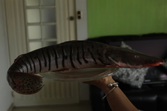 Pseudoplatystoma orinocoense